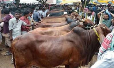 মৃত ব্যক্তির নামে কোরবানি, যা জানা দরকার