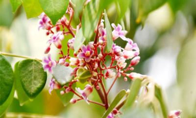 গোলাপি থেকে ল্যাভেন্ডার