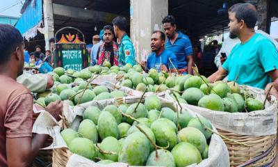 সাতক্ষীরায় গুণগত মান বজায় রেখে আম সংগ্রহ শুরু