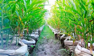 জনপ্রিয় হয়ে উঠছে বস্তায় আদা চাষ