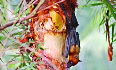 খেজুরের রস নিয়ে ভয়, আসল ঝুঁকি কতটা?