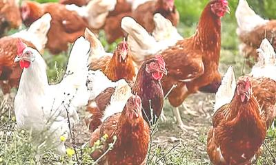 মানুষের আবেগ বুঝতে পারে পোষা মুরগি