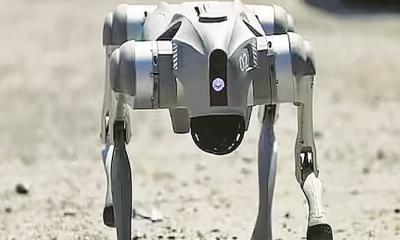 বিশ্বকাপ ফুটবলে নিরাপত্তায় থাকবে রোবট কুকুর