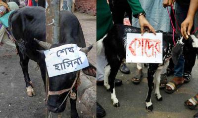 শাহবাগে আ.লীগ নেতাদের নামে গরু-ছাগল জবাই