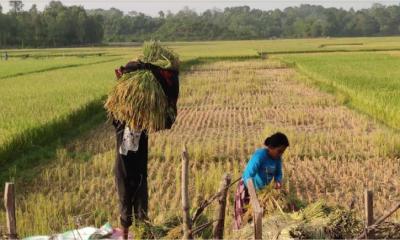 হাতির ভয়ে আধাপাকা ধান কেটে নিয়ে যাচ্ছেন শত শত কৃষক