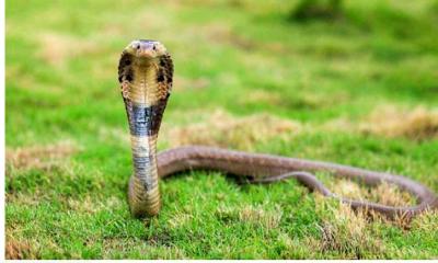 হাজীগঞ্জে সাপের কামড়ে গৃহবধূর মৃত্যু