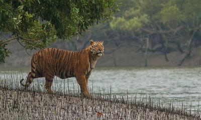 বাঘ রক্ষায় সুন্দরবনজুড়ে নাইলনের বেড়া