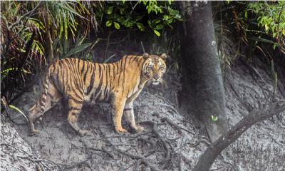 বিশালাকৃতির বাঘের দেখা মিলল