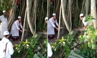 ‘শিরক’ তকমা দিয়ে কাটা হলো ২০০ বছরের প্রাচীন বটগাছ