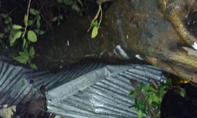 ঝড়ে গাছে নিচে চাপা পড়ে প্রাণ গেল নারীর