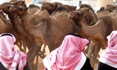 সৌদি আরবে উটের জন্য ‘পাসপোর্ট’ চালুর উদ্যোগ