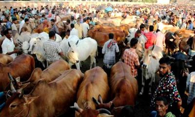 জমজমাট রাজধানীর পশুর হাট, বেচাকেনাও বেড়েছে