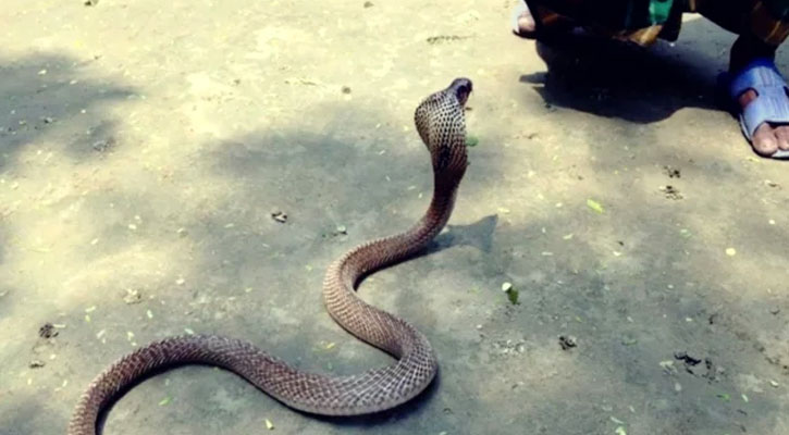 সাপের কামড়ে প্রাণ গেল বৃদ্ধের