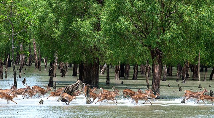 ঘূর্ণিঝড় ঠেকাতে গিয়ে যা হারাল সুন্দরবন