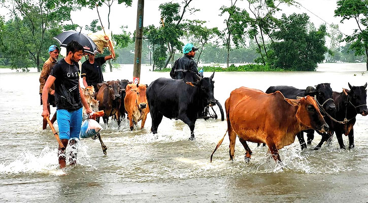 হবিগঞ্জে বন্যায় ডুবল খামার ও ফসল