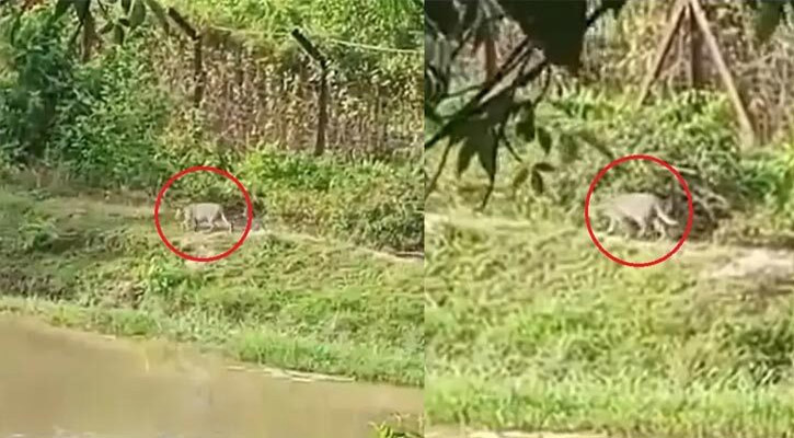 ফেনীতে লোকালয়ে ঘুরছে বাঘ, আতঙ্কে স্থানীয়রা