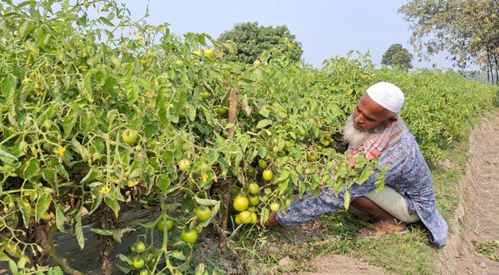 মালচিং পদ্ধতিতে সবজি চাষে কৃষক দম্পতির ভাগ্য পরিবর্তন