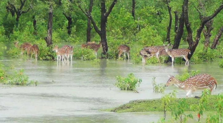 এই শীতে ঘুরে আসুন নয়নাভিরাম নিঝুম দ্বীপে