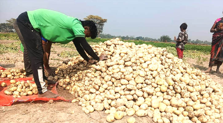 জয়পুরহাটের আলুচাষরো দরপতনে বিপাকে