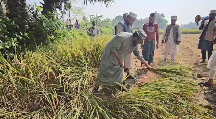 কৃষকের ধান কেটে দিয়ে ভোট চাইলেন মুফতি আমির হামজা