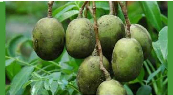 বরিশালের আমড়া পেলো জিআই পণ্যের স্বীকৃতি