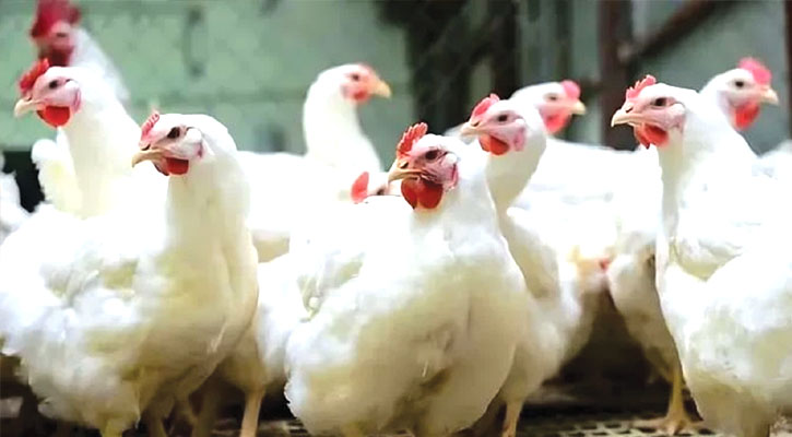 রোজার আগেই বাজারে বেড়ে গেছে ব্রয়লার ও সোনালি মুরগির দাম