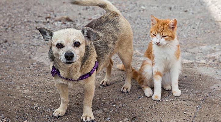 পথ কুকুর বা বিড়াল মেরে ফেললে বাংলাদেশের আইনে কী শাস্তি?