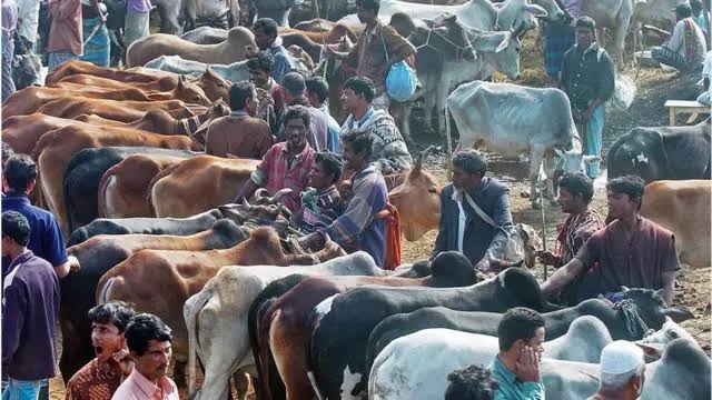 পশুর হাটে যাওয়ার আগের প্রস্তুতি