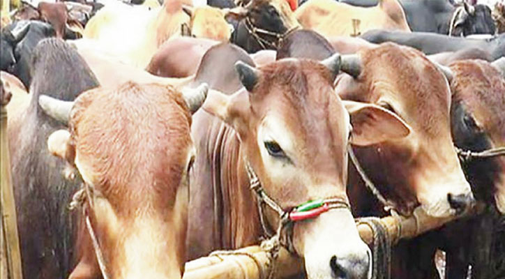 যেসব অঞ্চলে গরু কোরবানি দিলে কারাদণ্ড