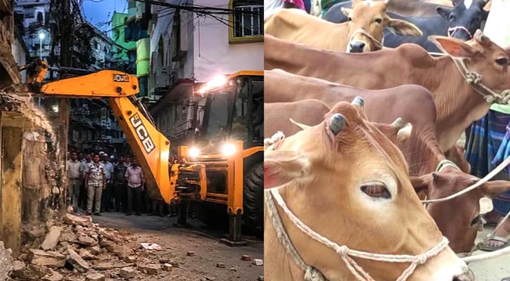 বুলডোজার অভিযান ও কোরবানির আগে গরু বেচাকেনায় নিষেধাজ্ঞা
