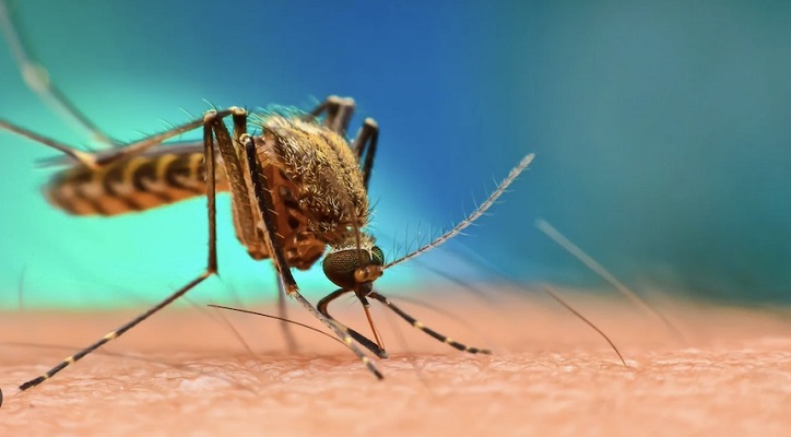 ডেঙ্গুতে একদিনে আক্রান্ত ২৮৮