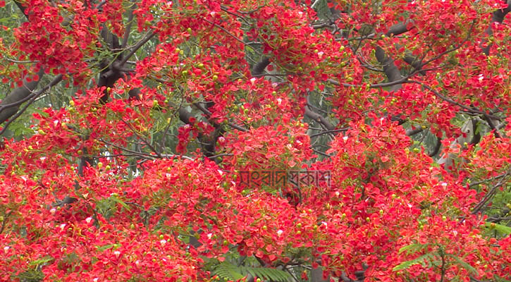 ফুলে ফুলে রঙিন রাজধানী