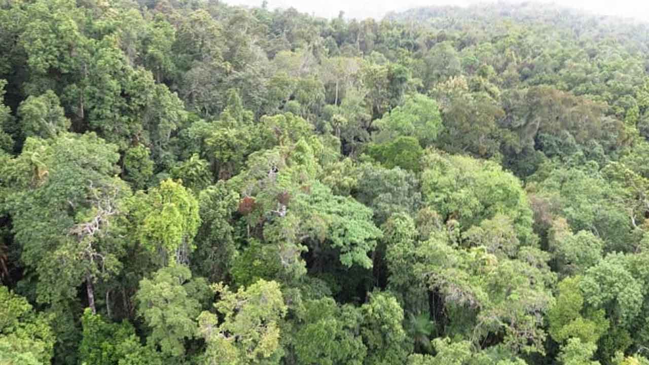 কার্বন শোষণের বদলে নিঃসরণ করছে যে বন,  চিন্তায় বিজ্ঞানীরা