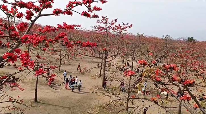 পর্যটক টানছে যাদুকাটা নদীর তীরের আগুনরাঙা শিমুল ফুল