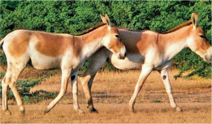 গাধার দুধ বিক্রি করে কোটিপতি যুবক