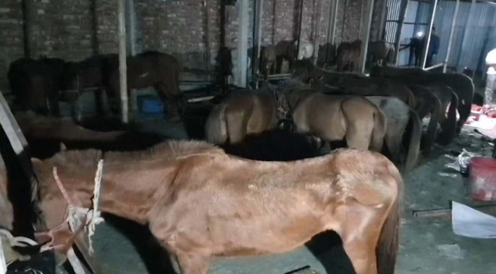 প্রতি রাতে ঢাকাসহ বিভিন্ন স্থানে সরবরাহ করা হতো ৩০-৪০টি ঘোড়ার মাংস