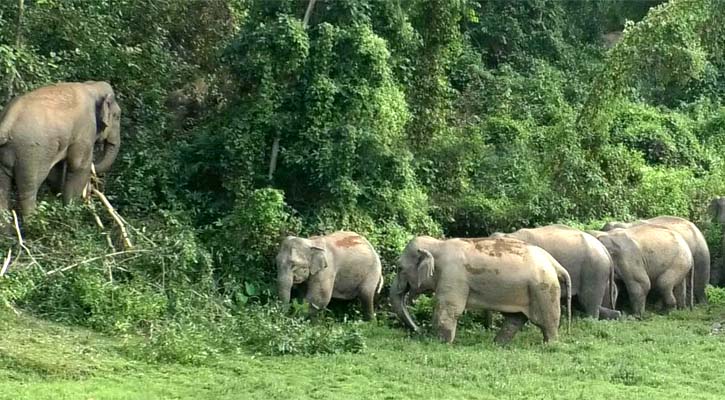 বন্য হাতির তাড়া খেয়ে যুবকের মৃত্যু