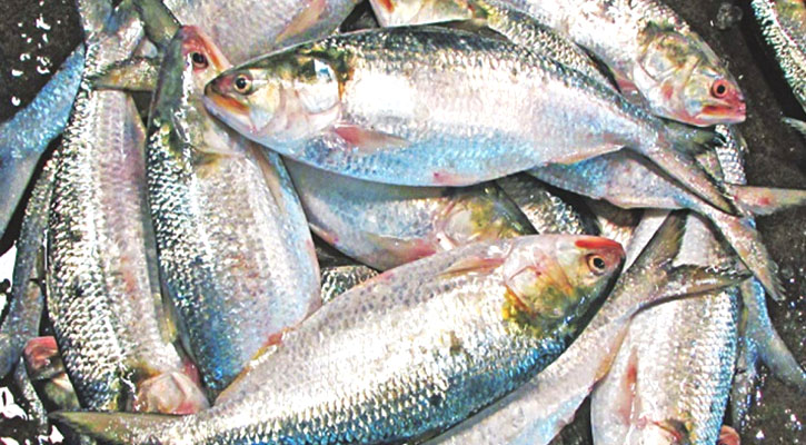 বাজারে পদ্মার ইলিশের সংকট