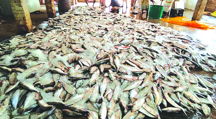 একসঙ্গে ধরা পড়ল ১০১ মণ ইলিশ, বিক্রি ৩৩ লাখে