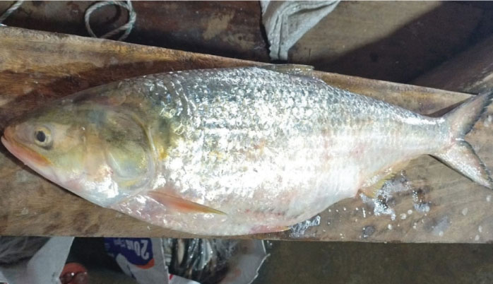 ৪ কেজির ‘রানি ইলিশ’ ধরা পড়ল মেঘনায়