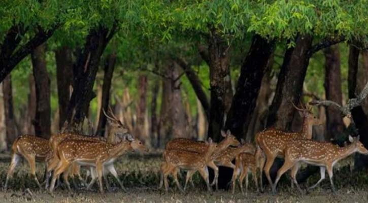 অগ্রীম টাকা নিয়ে বিপাকে হরিণের মাংস বিক্রেতারা