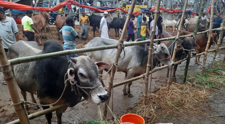 কোরবানির আগে পশুকে কী খাওয়াবেন