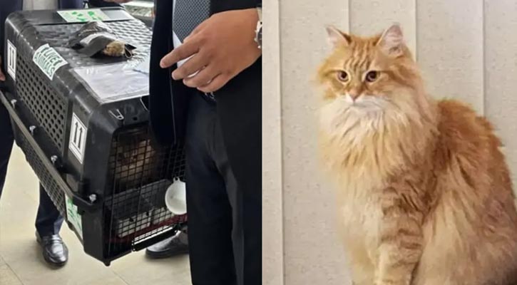 দেশে এসেছে জেবুও