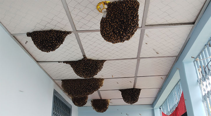 বাড়ির বারান্দায় ১৪টি মৌচাক