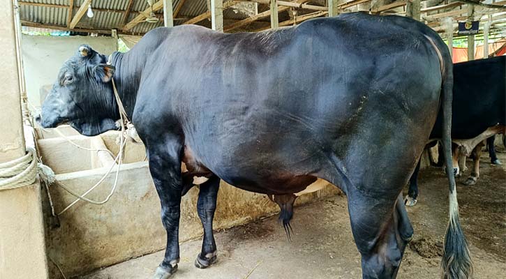 ৯০০ কেজির ‘কালো পাহাড়ের’ দাম ১৩ লাখ