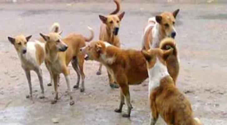 কুকুরের কামড়ে ৪২ জন আহত