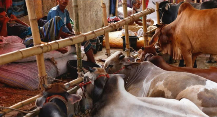 কতটুকু সম্পদ থাকলে কোরবানি দিতে হবে