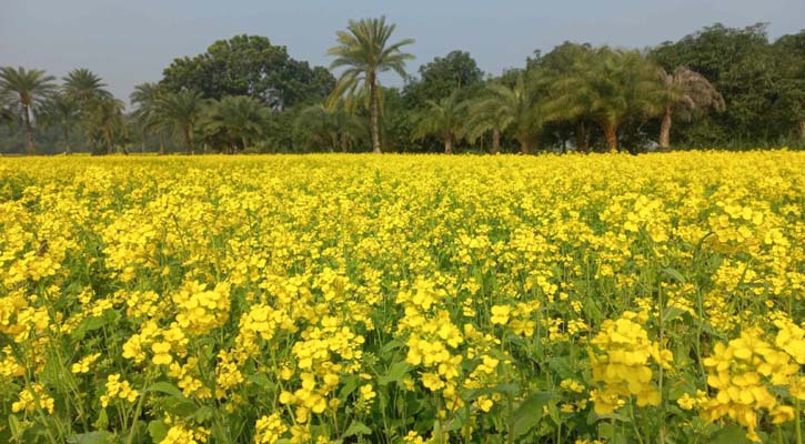 হলুদ রঙে ভরা মাঠ, বাম্পার ফলনের আশা