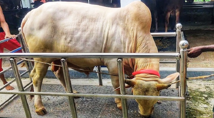 লাইভ ওয়েটে কোরবানির পশু বেচাকেনা কি করা যাবে?