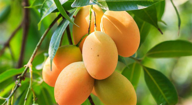 কাঁচা আম না পাকা আম, কোনটি স্বাস্থ্যসম্মত?